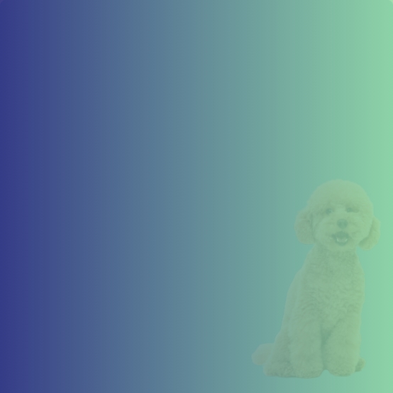 Things to Consider if Bringing a Dog to Your Office Space